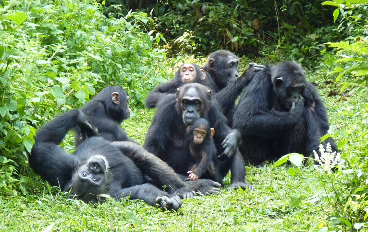 Chimpanzee Safari