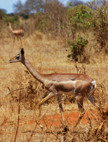 Gerenuk Safari