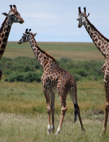 Kenya Highlights Safari