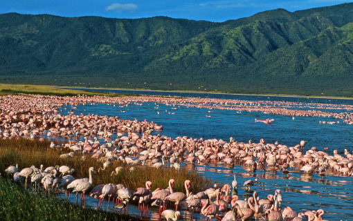 The Great Rift Safari